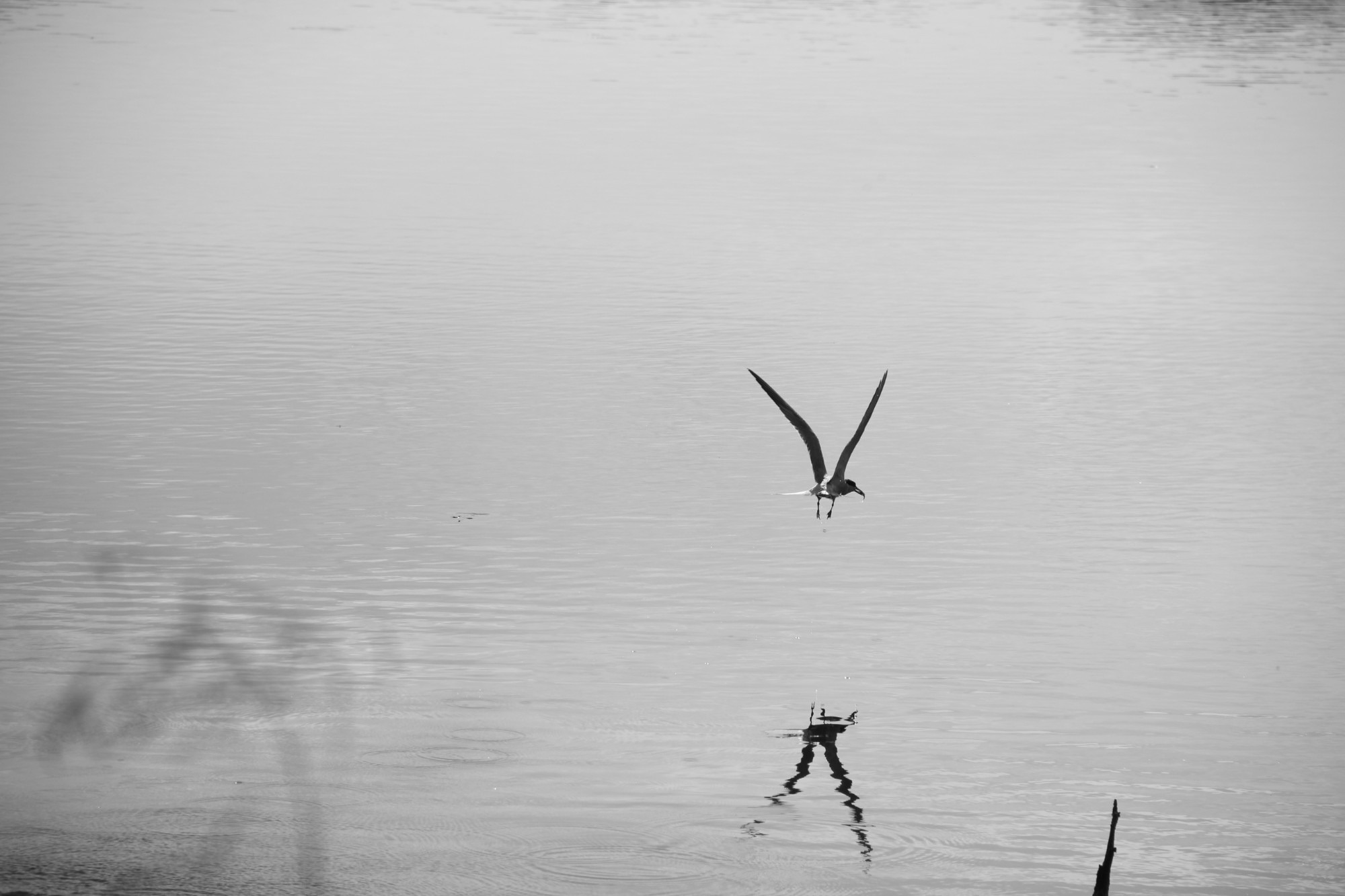 A tern tilts towards its reflection above silver water.
