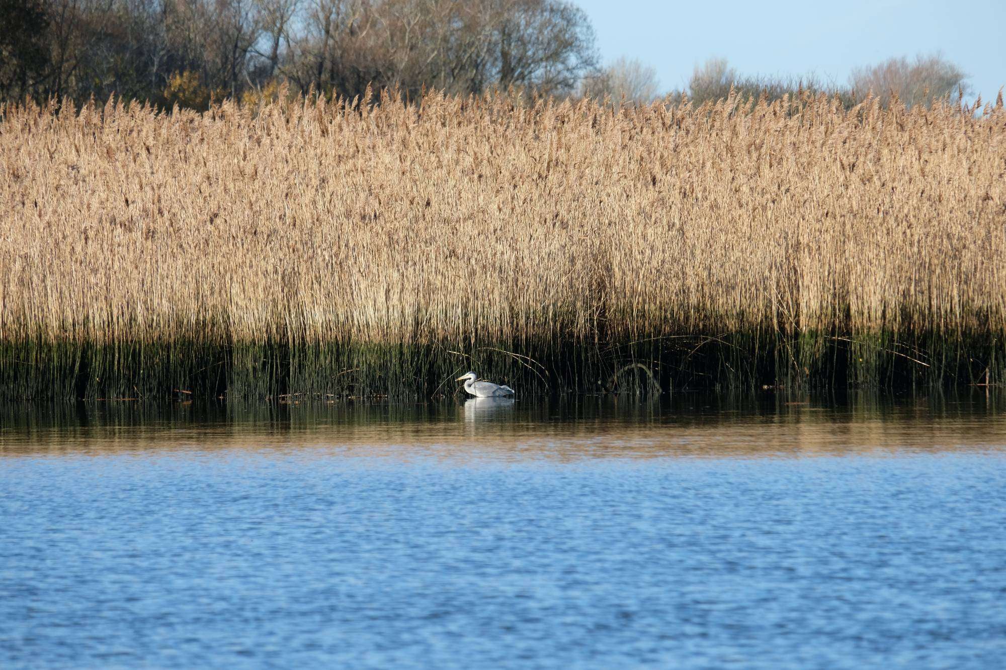 A heron rests at the water’s edge beneath a broad wall of golden reeds.