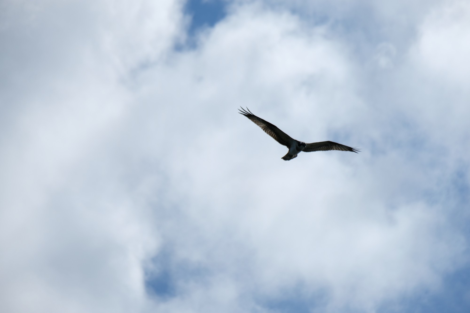 An osprey glides with wings outstretched against a soft grey sky.